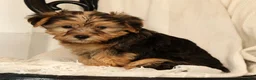 Yochon dogs for sale: Kaden - Ad 6