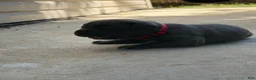 Cane Corso dogs for sale: Red  - Ad 4
