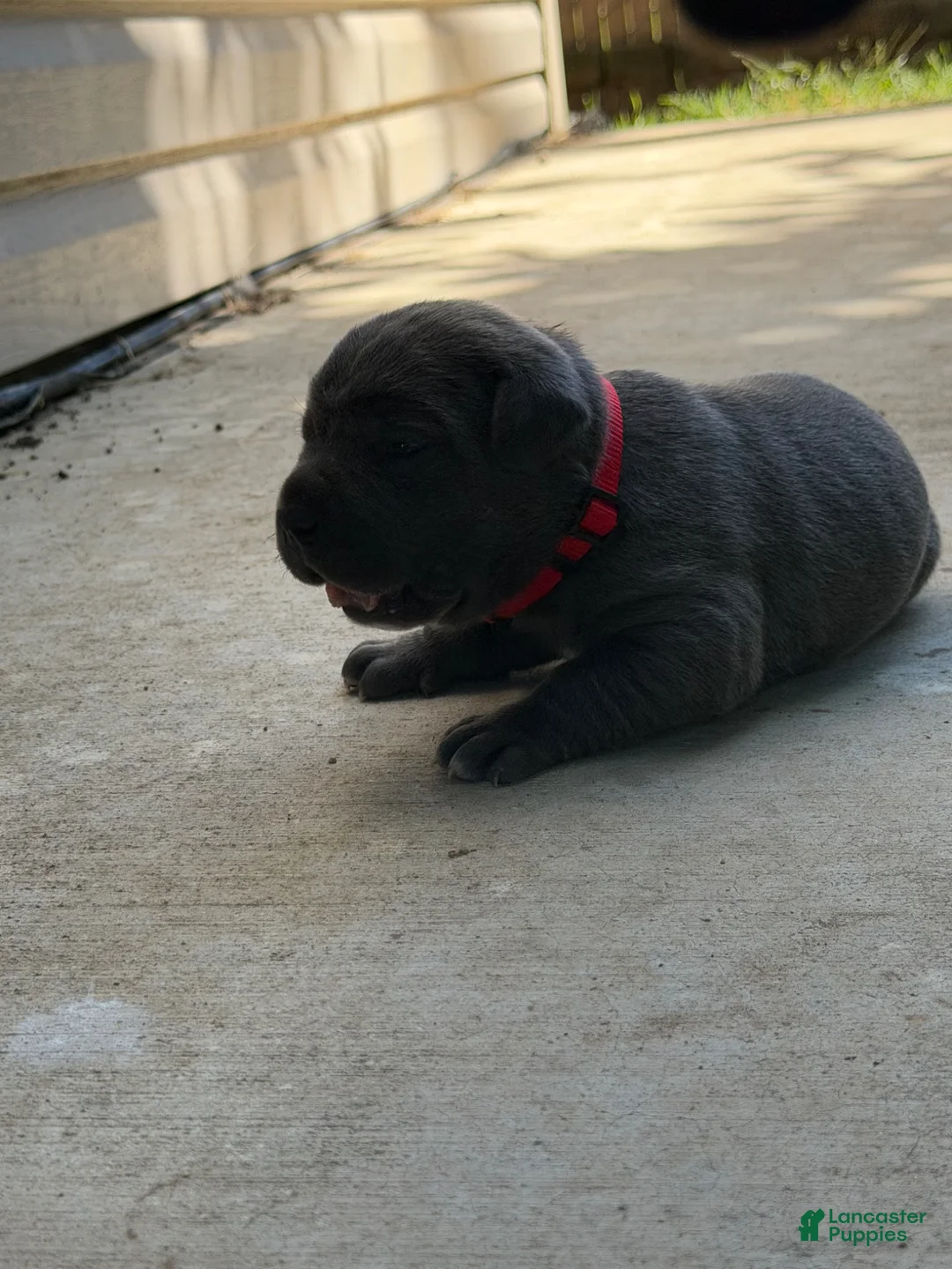 Cane Corso dogs for sale: Red  - Ad 10