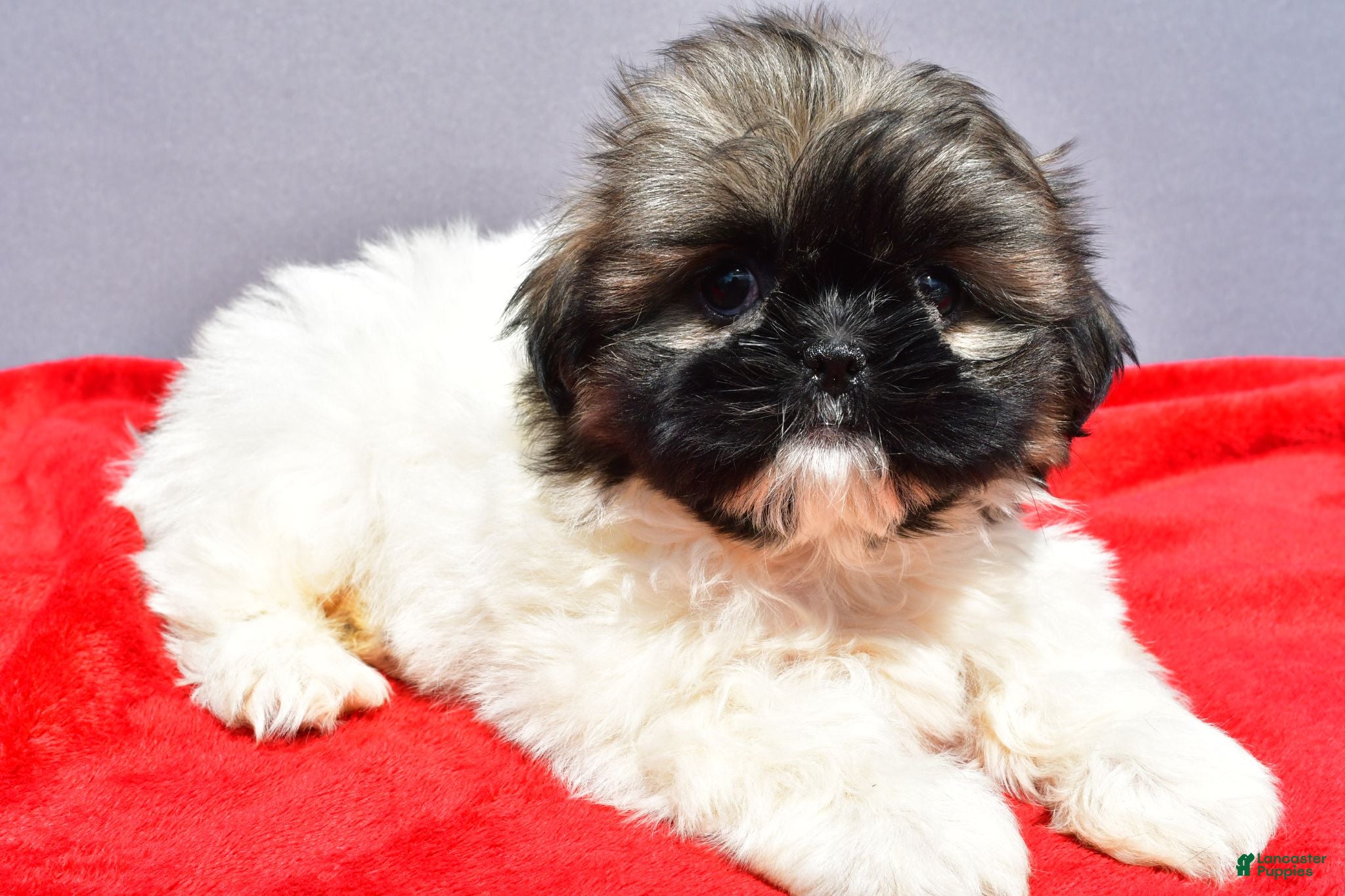 Shih Tzu dogs Misty - Ad 2