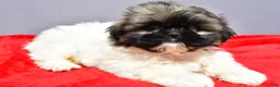 Shih Tzu dogs for sale: Misty - Ad 2