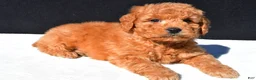 Mini Goldendoodle dogs for sale: Teddy - Ad 5