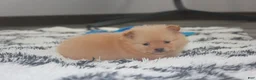 Pomeranian dogs for sale: Finn - Ad 13