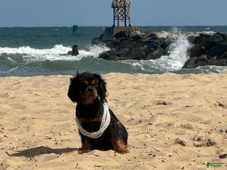 Cavalier King Charles Spaniel dogs Mimi - Ad 20