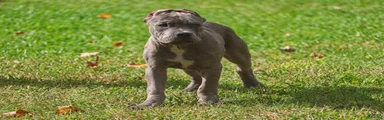 Bluezilla 4K OBO