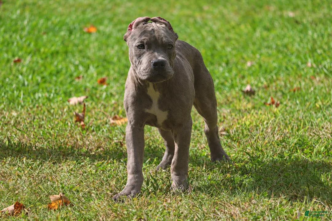 American Bully dogs for sale: Bluezilla 4K OBO - Ad 1