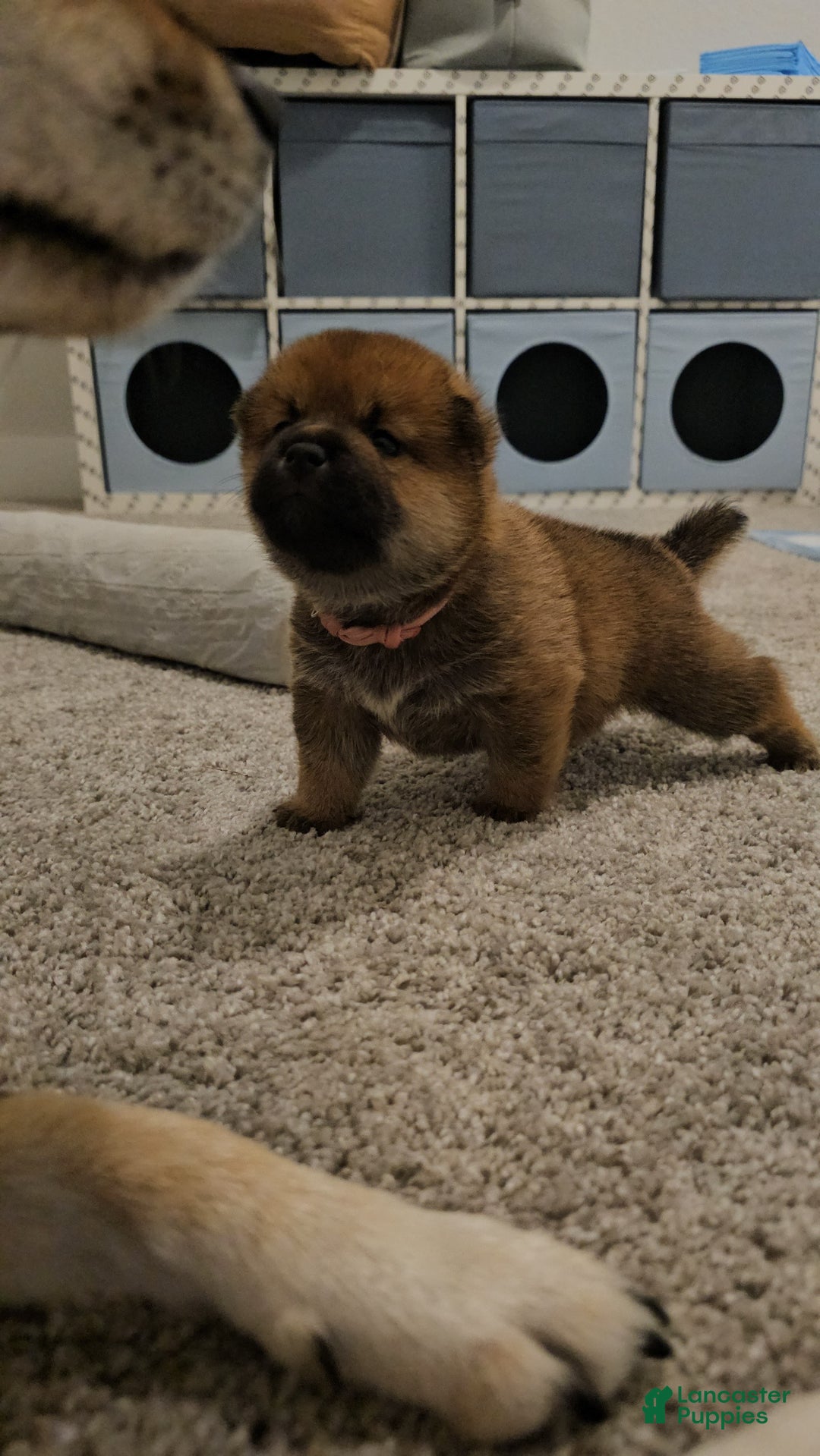 Shiba Inu dogs for sale: Momo - Ad 5