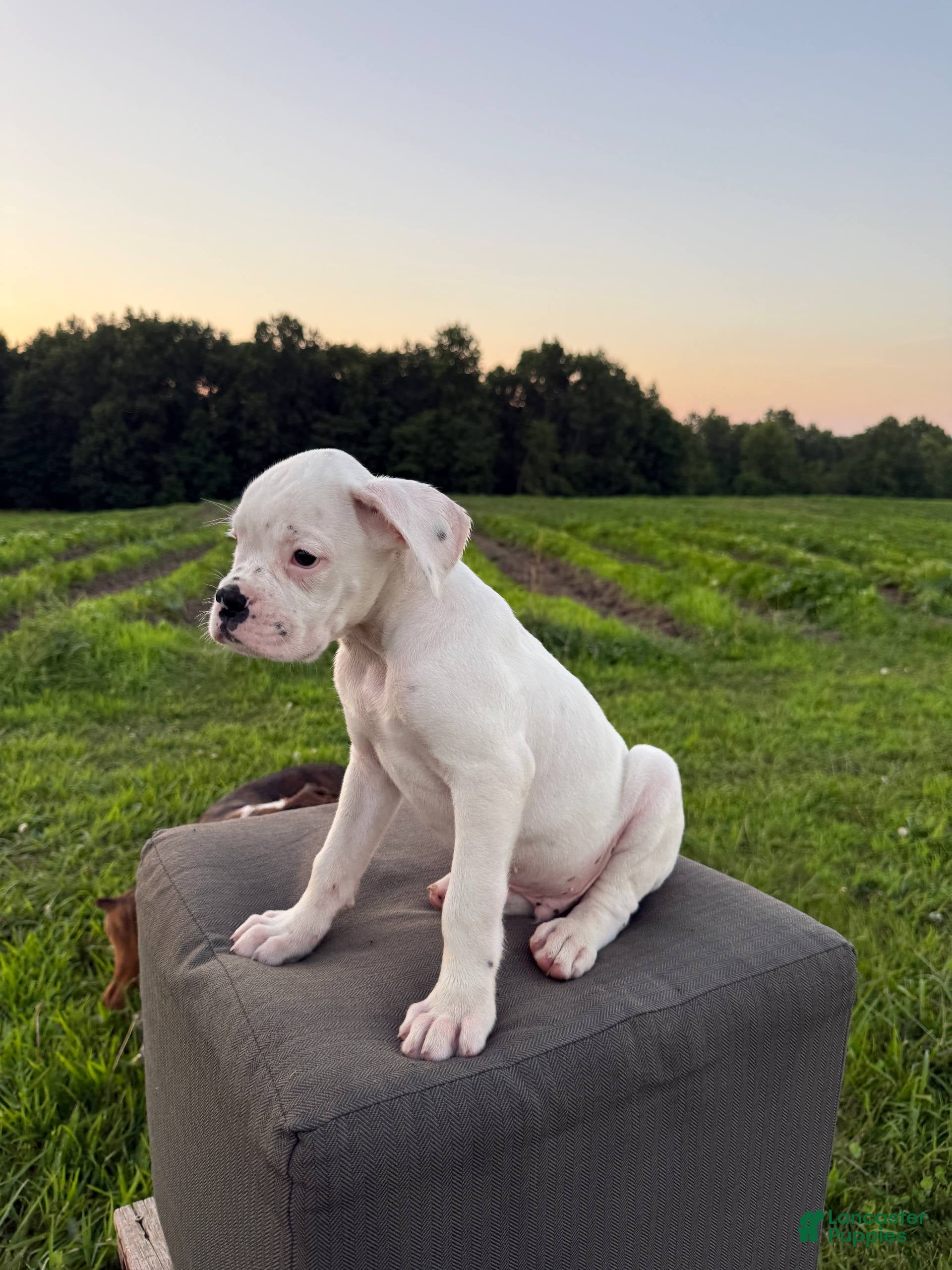 Boxer dogs Thyme - Ad 1