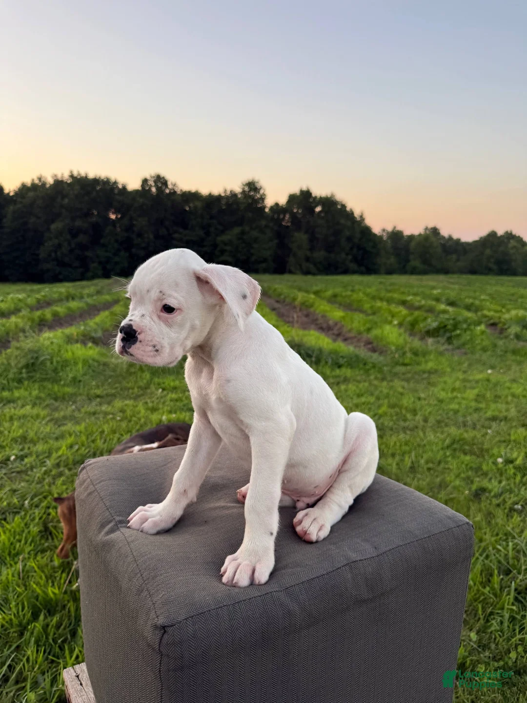 Boxer dogs for sale: Thyme - Ad 1