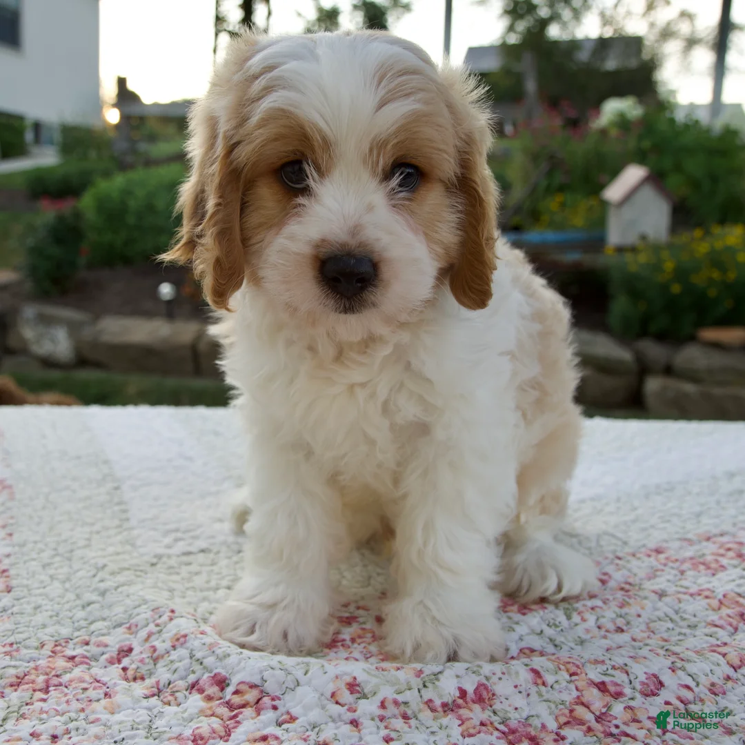 Cavapoo dogs for sale: Quincey - Ad 1