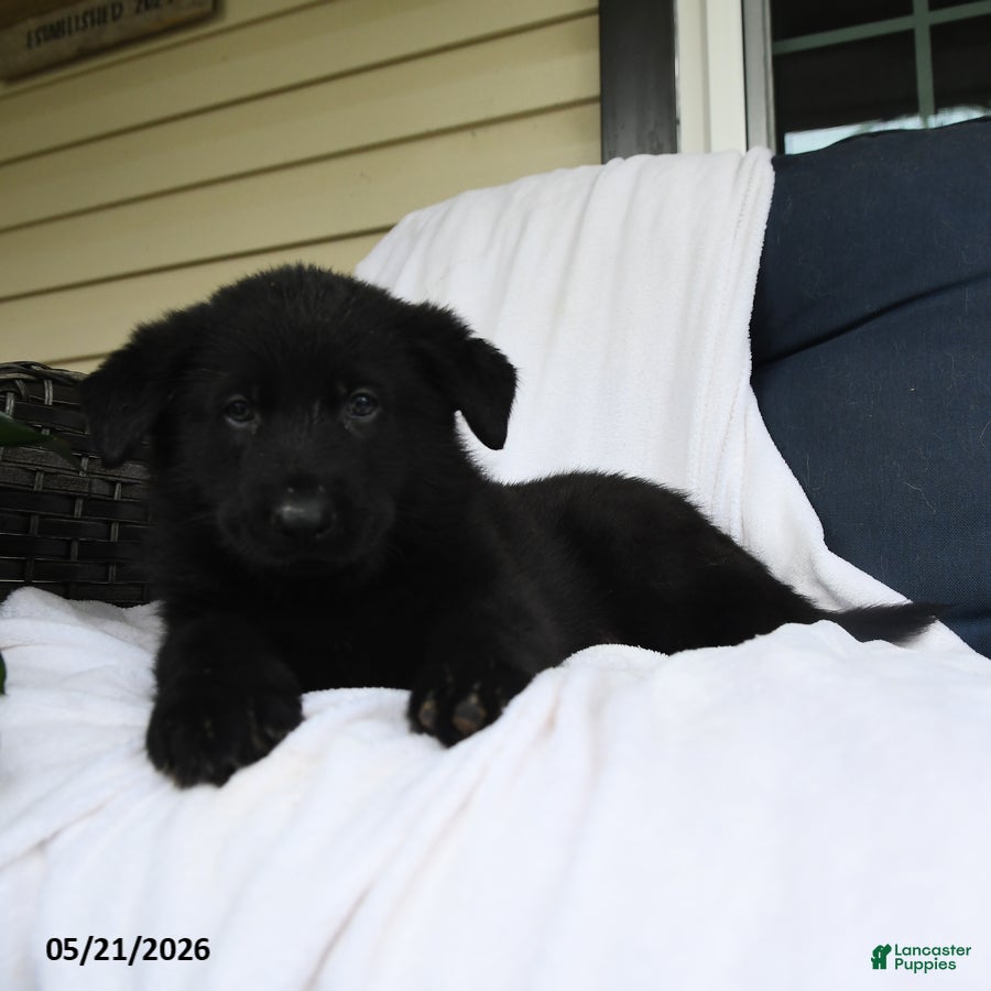 German Shepherd dogs Heinrich - Ad 2