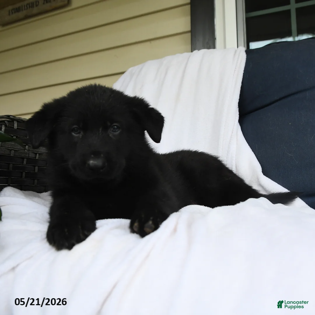 German Shepherd dogs for sale: Heinrich - Ad 2