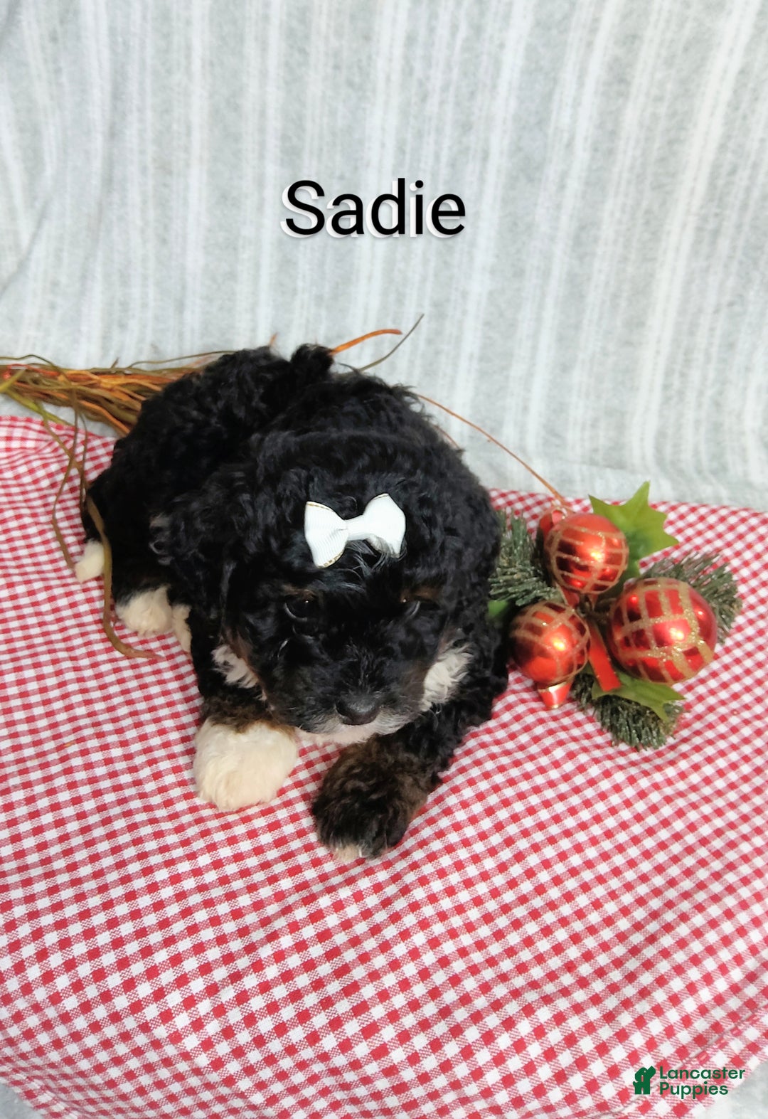 Mini Bernedoodle dogs for sale:  Sadie  - Ad 5