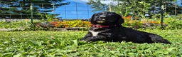 Mini Sheepadoodle dogs for sale: Ripley  - Ad 15