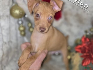 Miniature Pinscher dogs Diego stag chocolate brindle - Ad 7