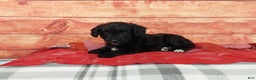 Aussiedoodle dogs for sale: Aussiedoodle Puppy 1 - Ad 6