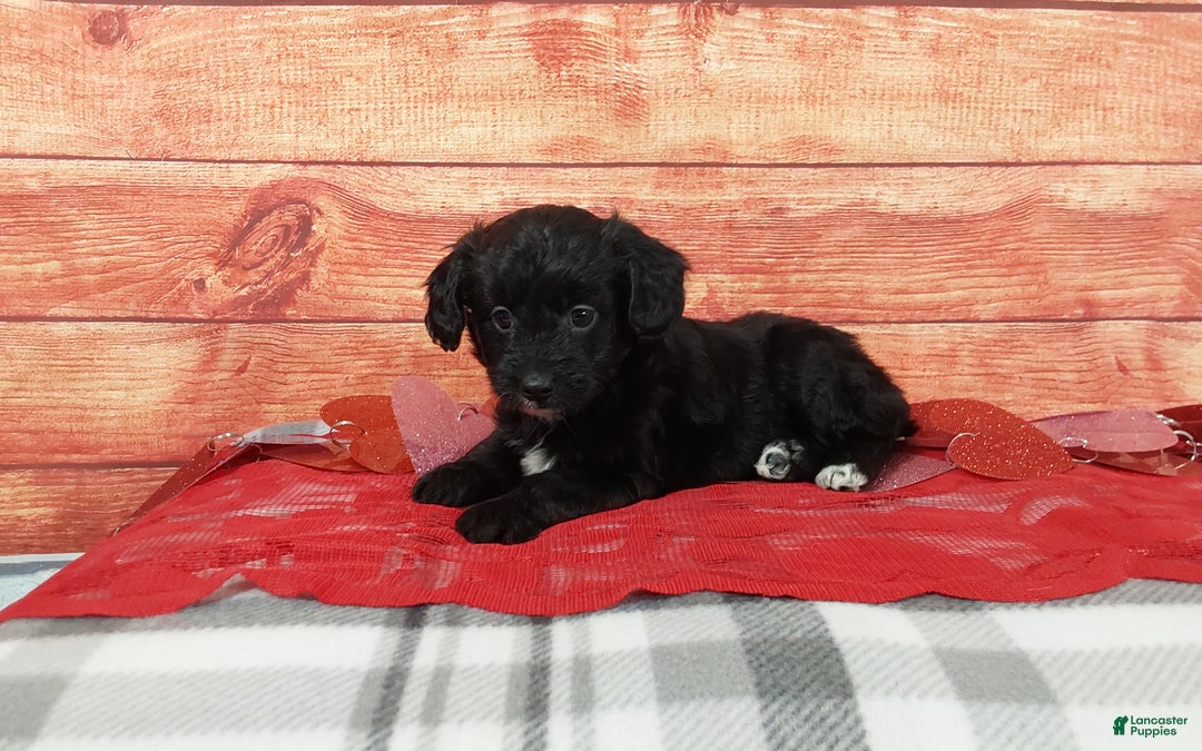 Aussiedoodle dogs for sale: Aussiedoodle Puppy 1 - Ad 6