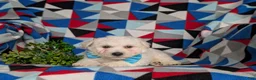 Bichon Frise dogs for sale: Barrister - Ad 5