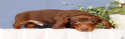 Miniature Dachshund dogs for sale: Cooper - Ad 8