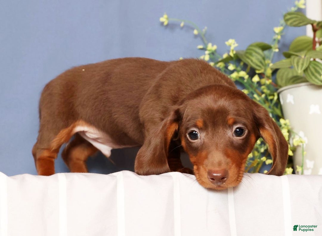 Miniature Dachshund dogs for sale: Cooper - Ad 8