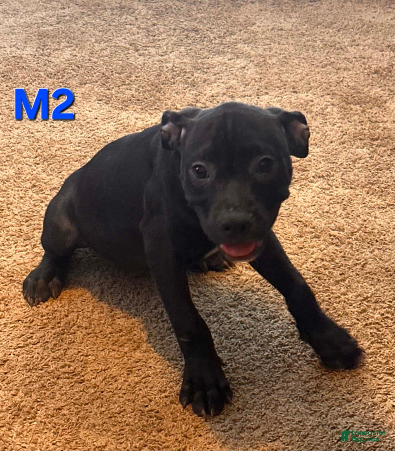 Mixed Breed dogs Male 2 - Ad 7