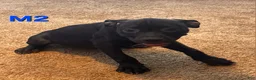 Mixed Breed dogs for sale: Male 2 - Ad 1