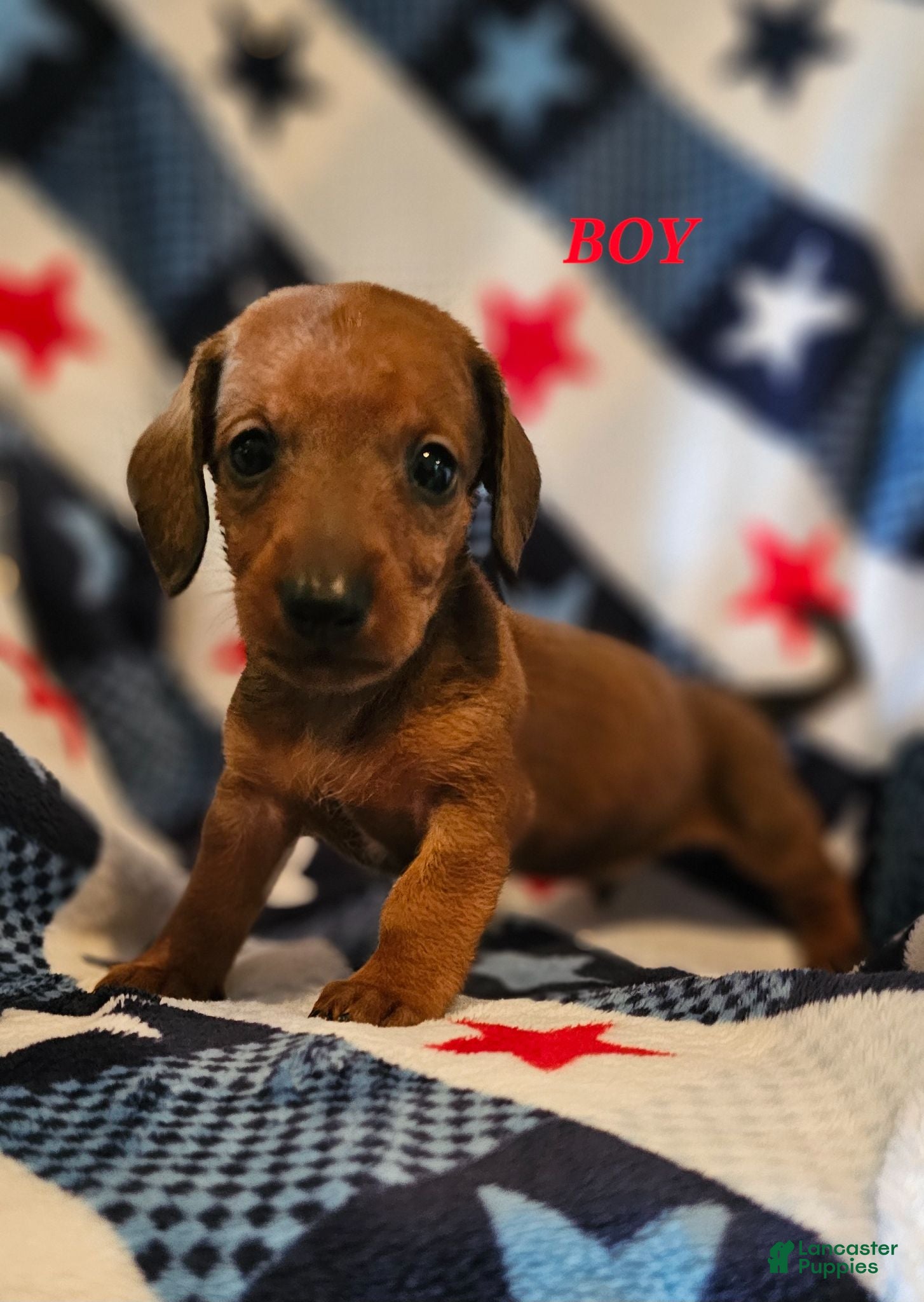 Miniature Dachshund dogs Miniature Dachshund 2 - Ad 8
