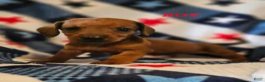 Miniature Dachshund 2