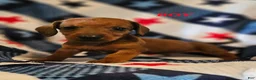 Miniature Dachshund dogs for sale: Miniature Dachshund 2 - Ad 1