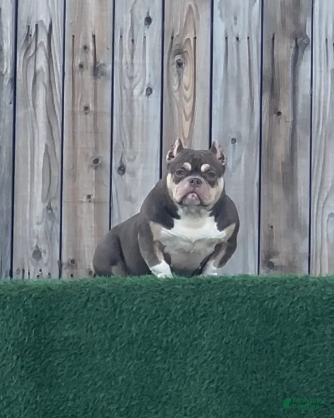 American Bully dogs for sale: Nutella - Ad 2