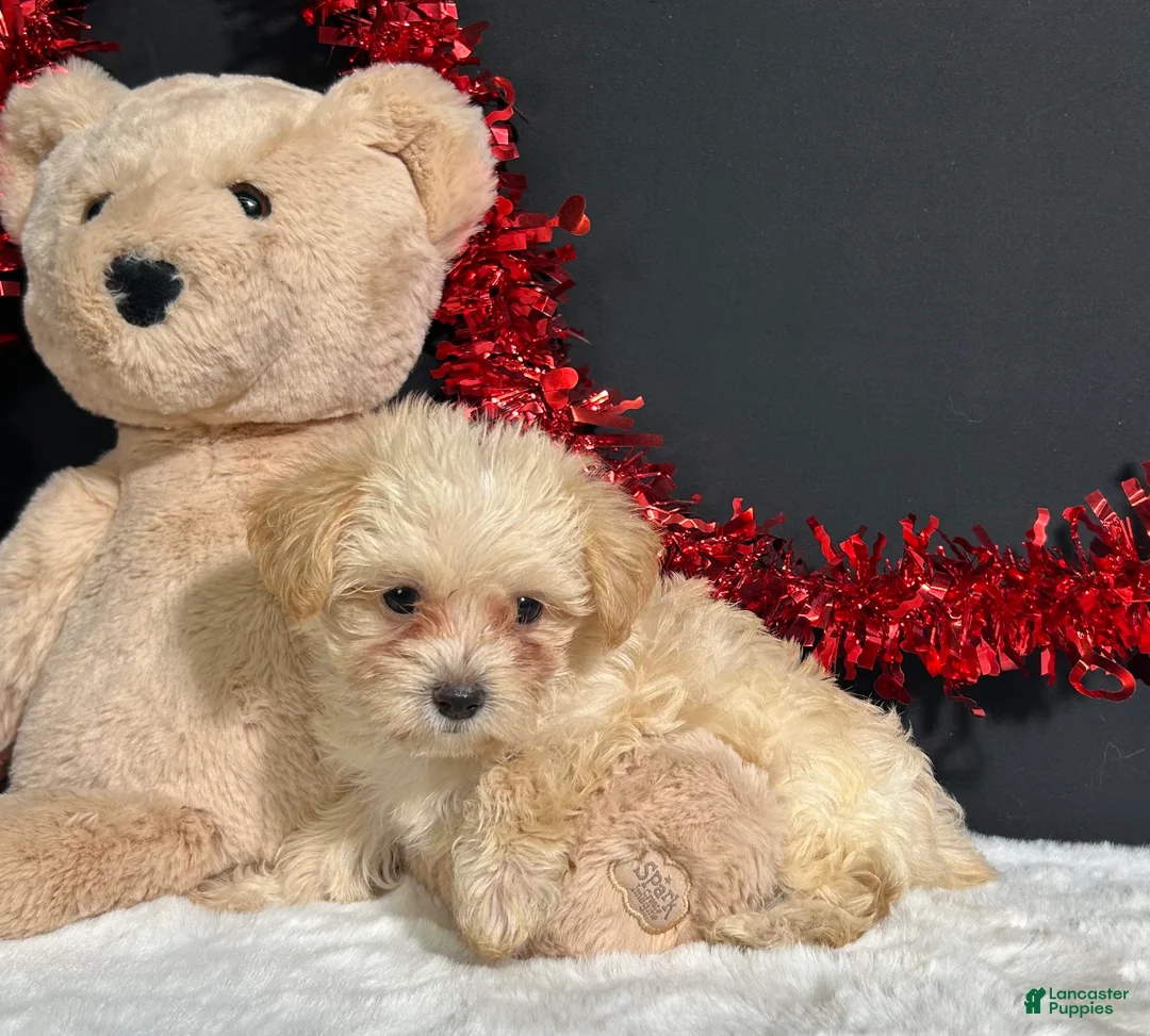 Morkie dogs for sale: Ashley - Ad 2