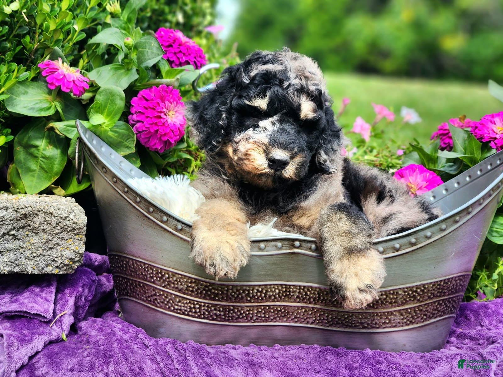 Standard Poodle dogs Reef - Ad 2