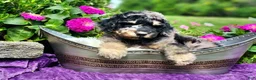 Standard Poodle dogs for sale: Reef - Ad 2