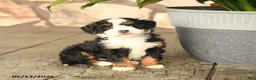 Mini Bernedoodle dogs for sale: Bobby - Ad 4