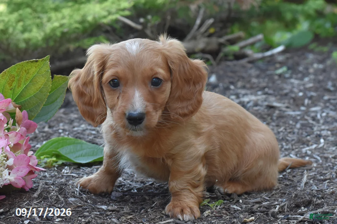 Miniature Dachshund dogs for sale: Red - Ad 2