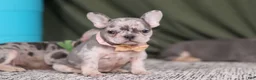 French Bulldog dogs for sale: Bobo - Ad 6