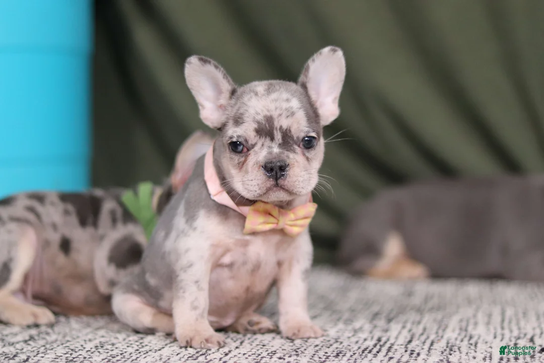 French Bulldog dogs for sale: Bobo - Ad 6