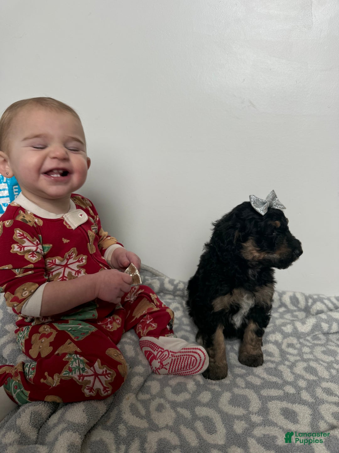 Aussiedoodle dogs for sale: Lizzy - Ad 4