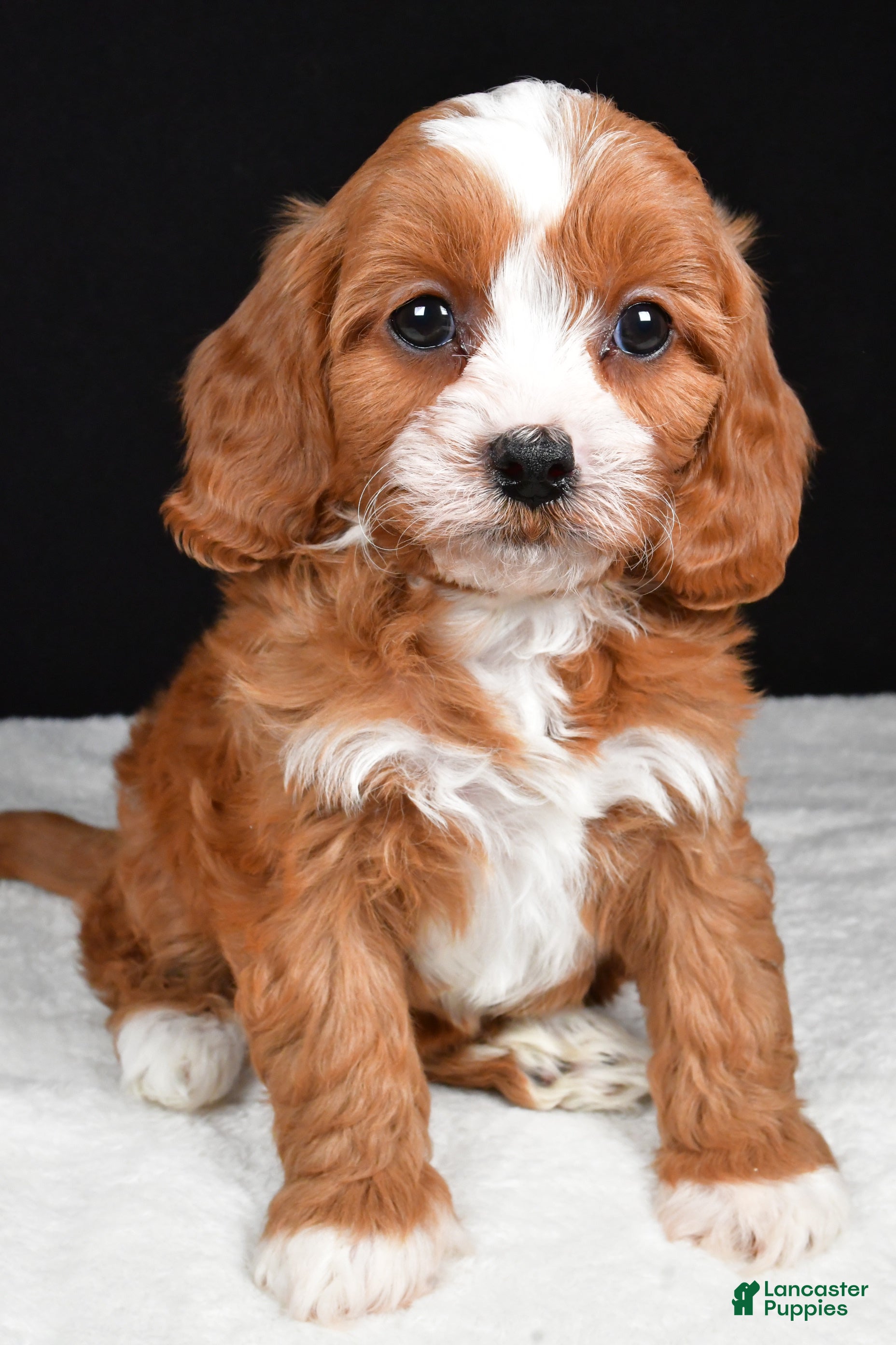 Cavapoo dogs Kairi - Ad 2