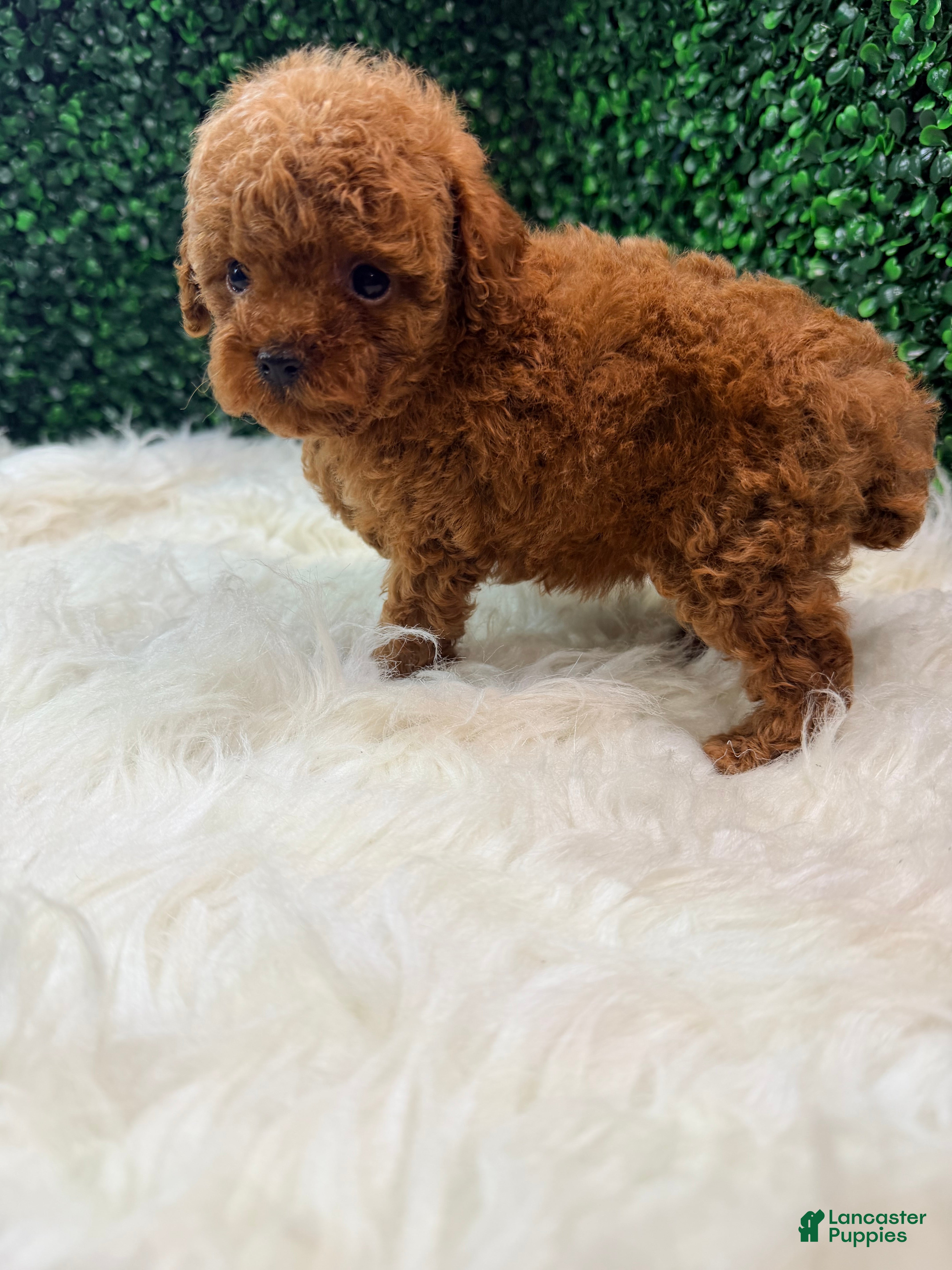 Toy Poodle dogs Phoenix  - Ad 2