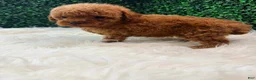 Toy Poodle dogs for sale: Phoenix  - Ad 2