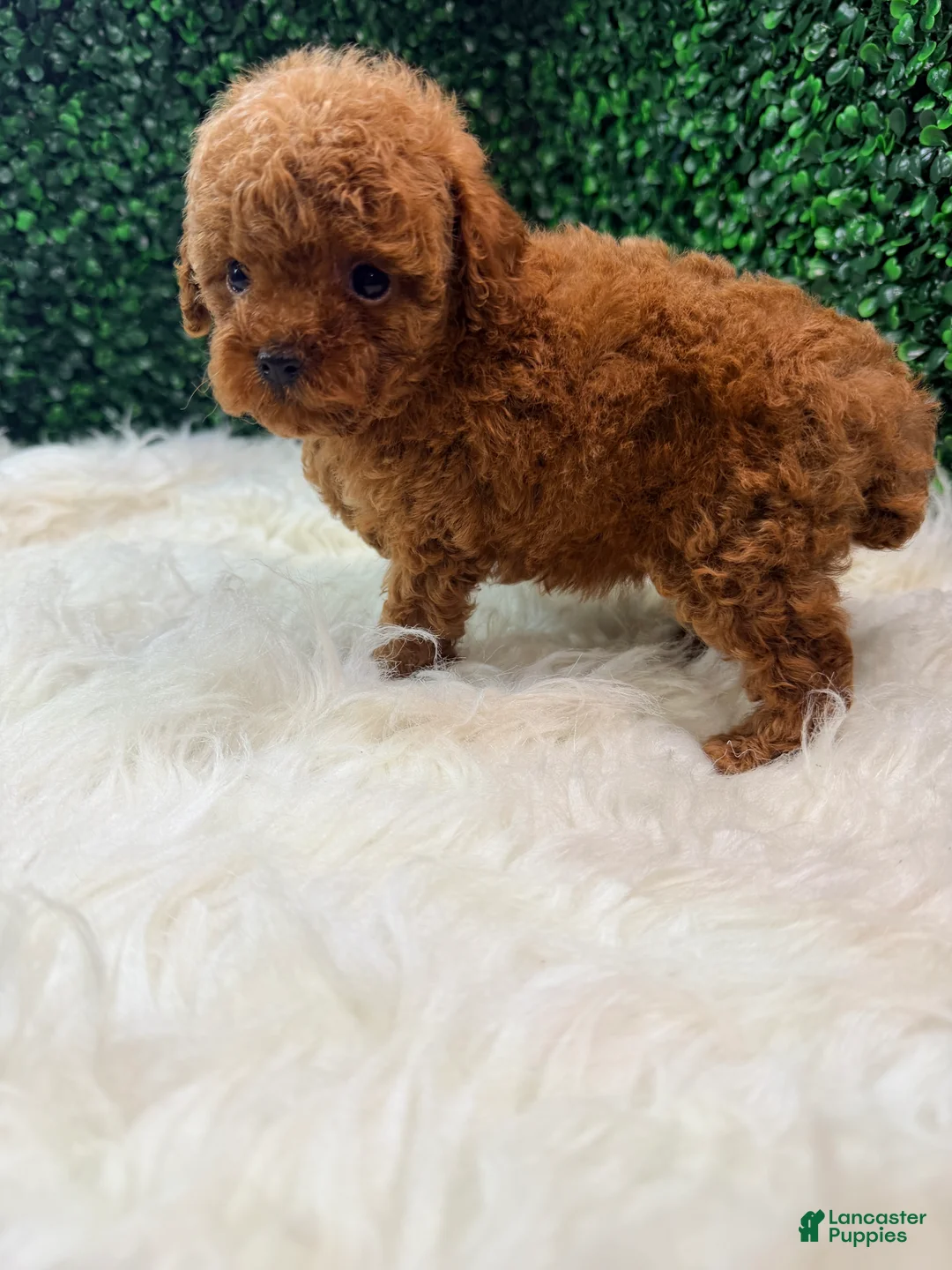 Toy Poodle dogs for sale: Phoenix  - Ad 2