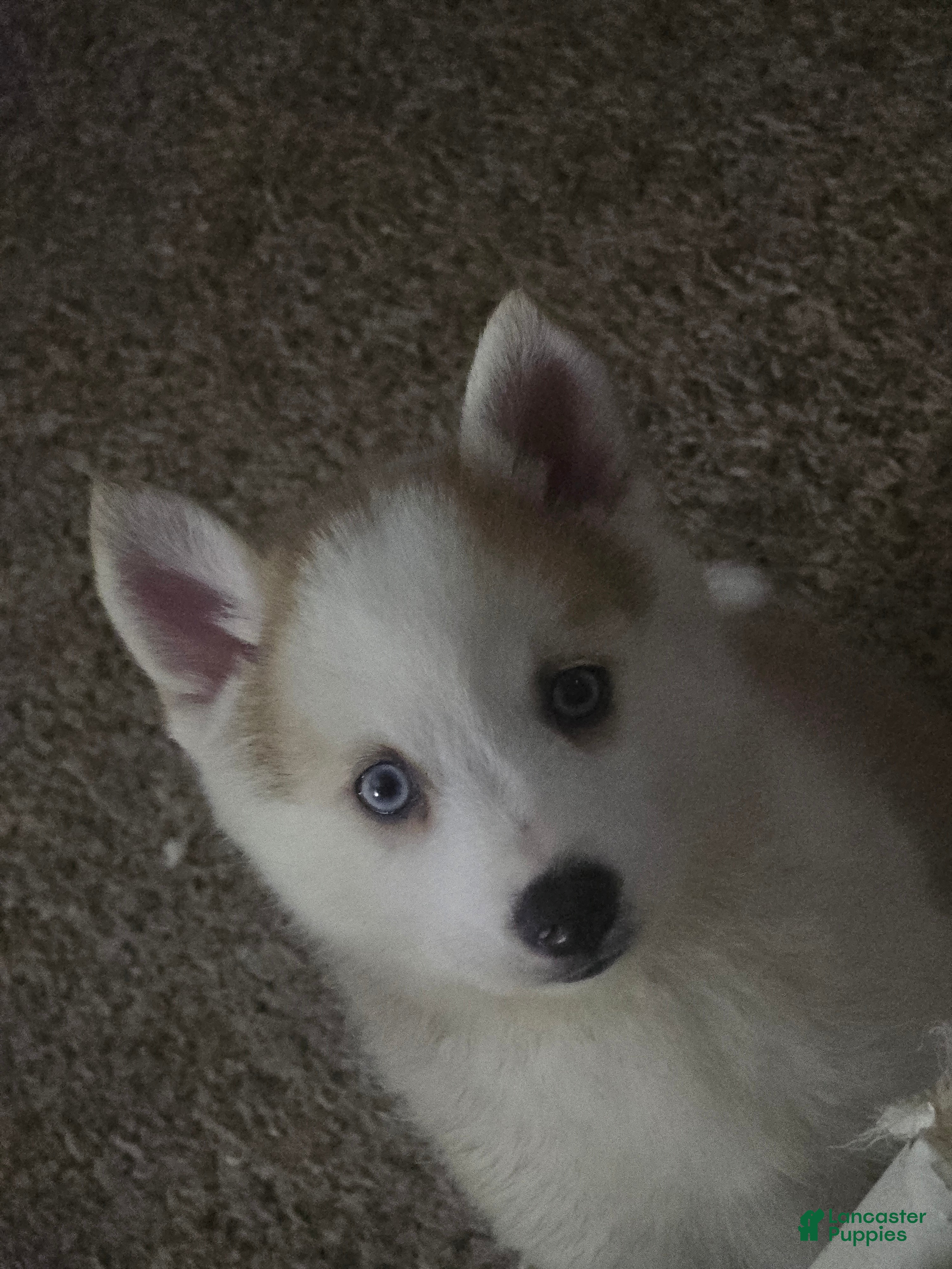 Pomsky dogs Vesper  - Ad 18