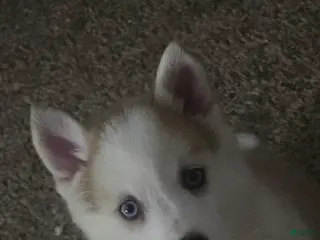 Pomsky dogs Vesper - Ad 9