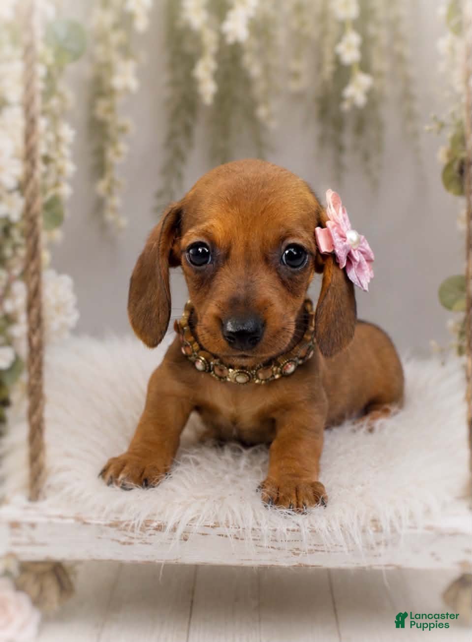 Miniature Dachshund dogs Josefina. 1.10lbs on 6/30 - Ad 1