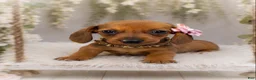 Miniature Dachshund dogs for sale: Josefina. 1.10lbs on 6/30 - Ad 1