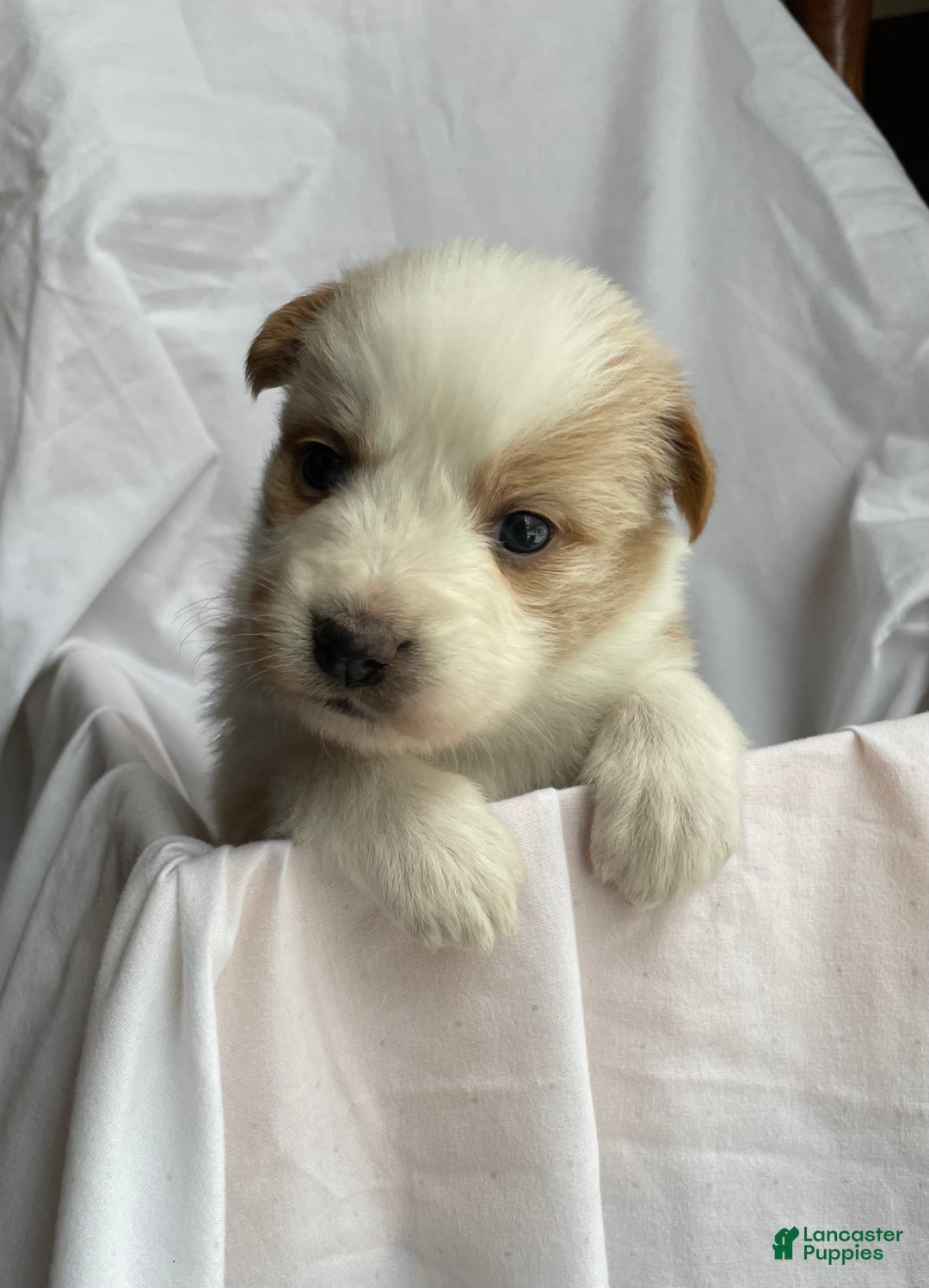 Australian Shepherd dogs for sale: Clover - Ad 1