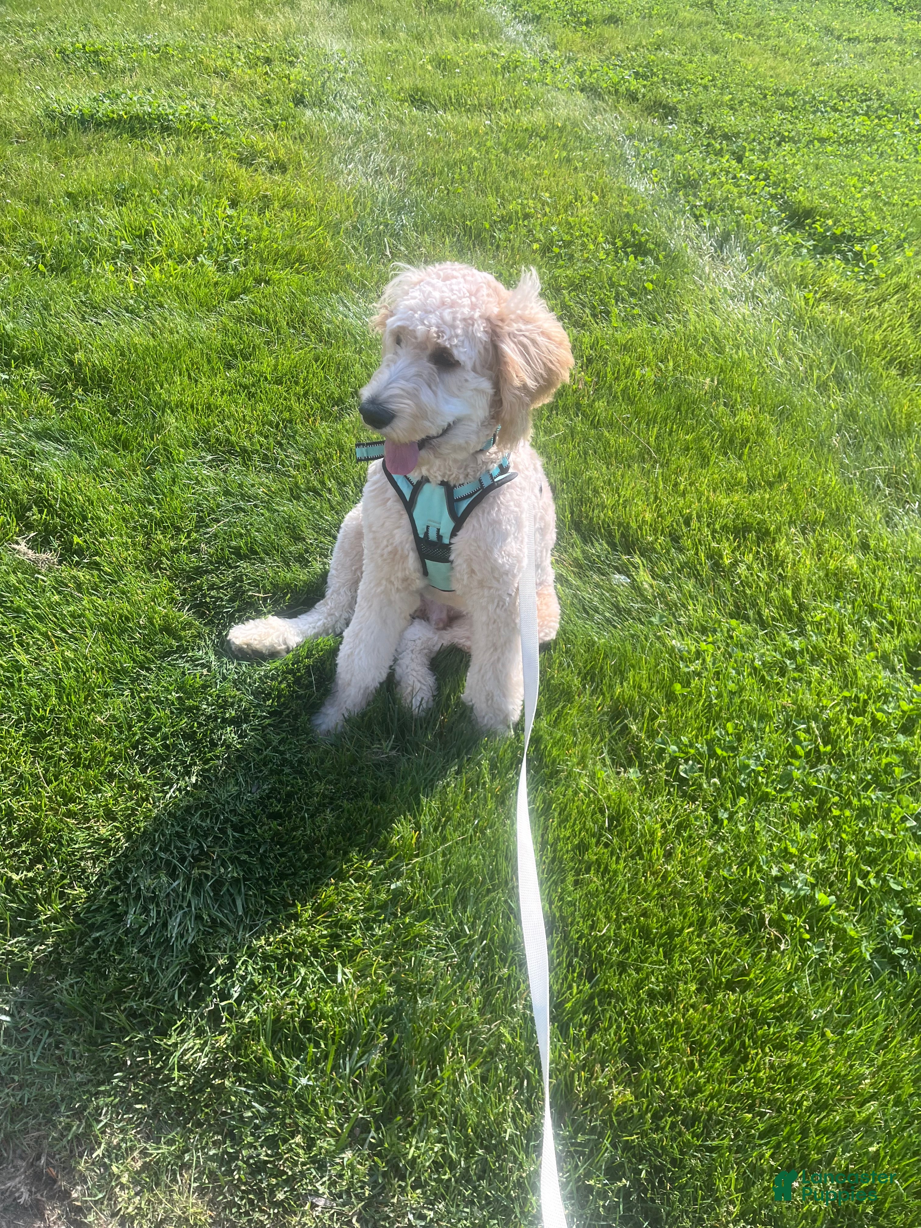 Goldendoodle dogs Milo - Ad 41