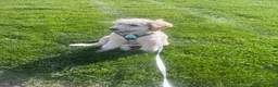 Goldendoodle dogs for sale: Milo - Ad 1