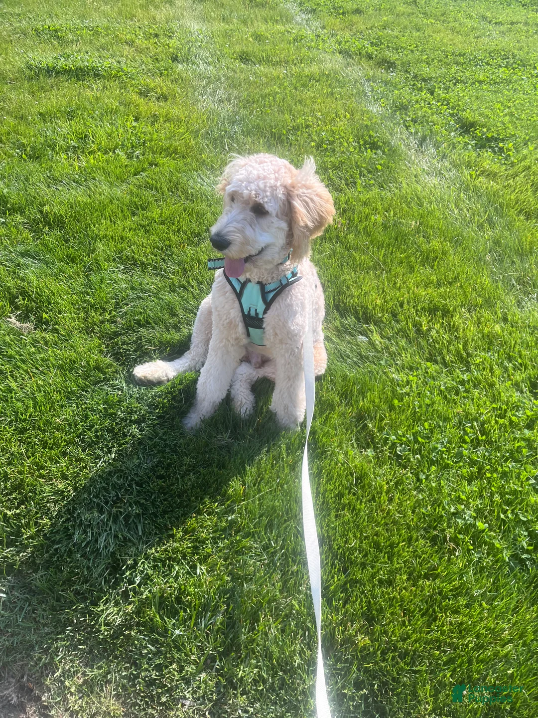 Goldendoodle dogs for sale: Milo - Ad 1